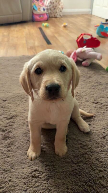 Pure Golden Retriever