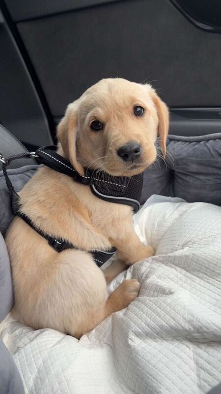Pure Golden Retriever - Image 2 of 4