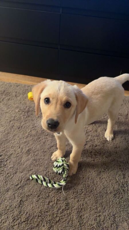 Pure Golden Retriever - Image 3 of 4