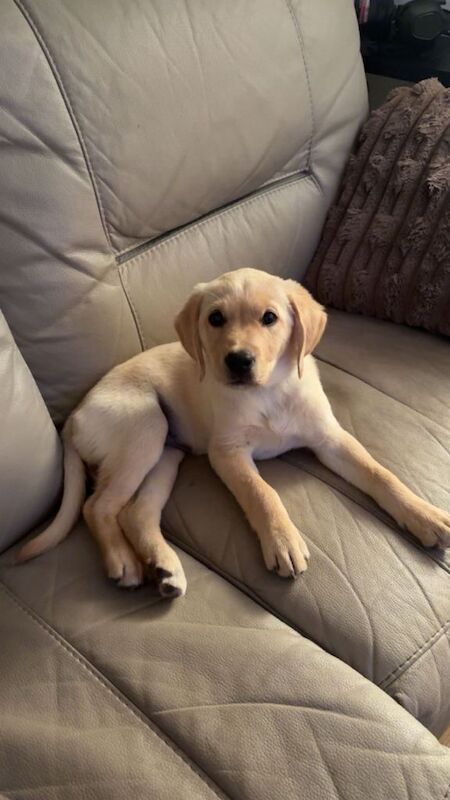 Pure Golden Retriever - Image 4 of 4