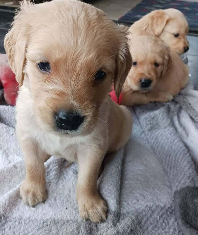 Golden Retriever puppies for sale in Millom, Cumbria – KC registered, 5 weeks old