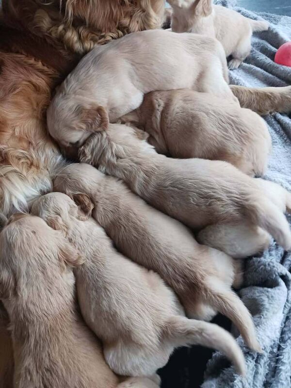 Pure golden retriever puppies - Image 2 of 4