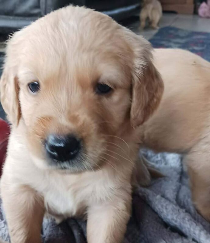 Pure golden retriever puppies - Image 3 of 4