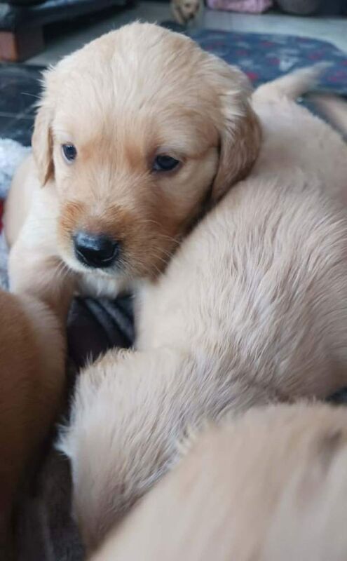 Pure golden retriever puppies - Image 4 of 4