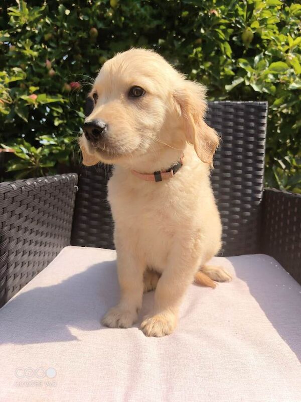Purebred golden retrievers puppies