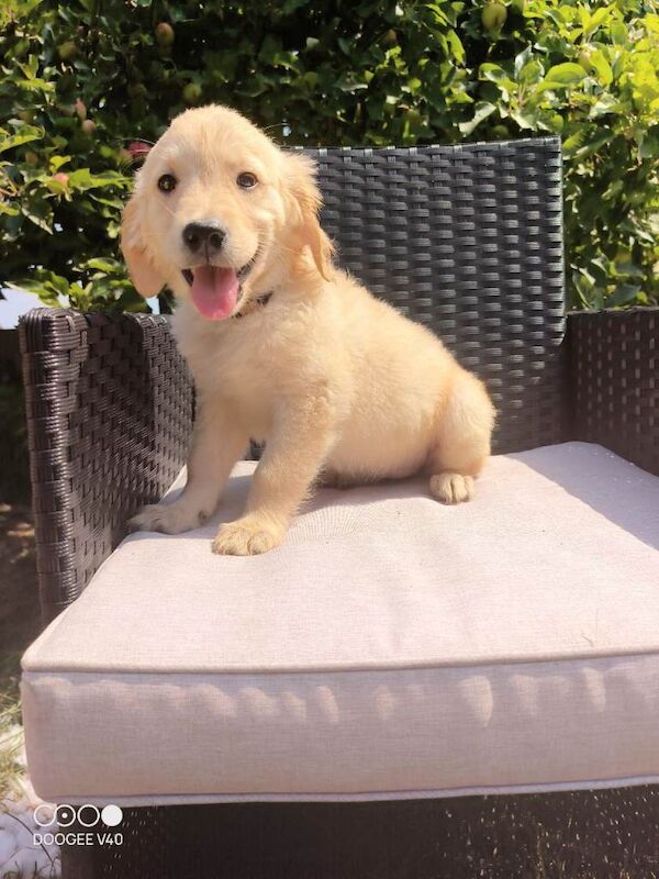 Purebred golden retrievers puppies - Image 2 of 4