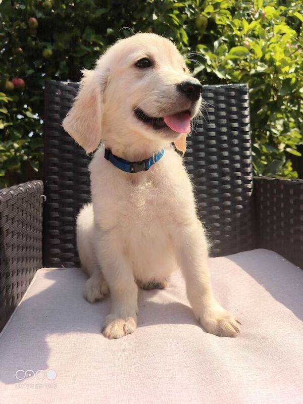 Purebred golden retrievers puppies - Image 3 of 4