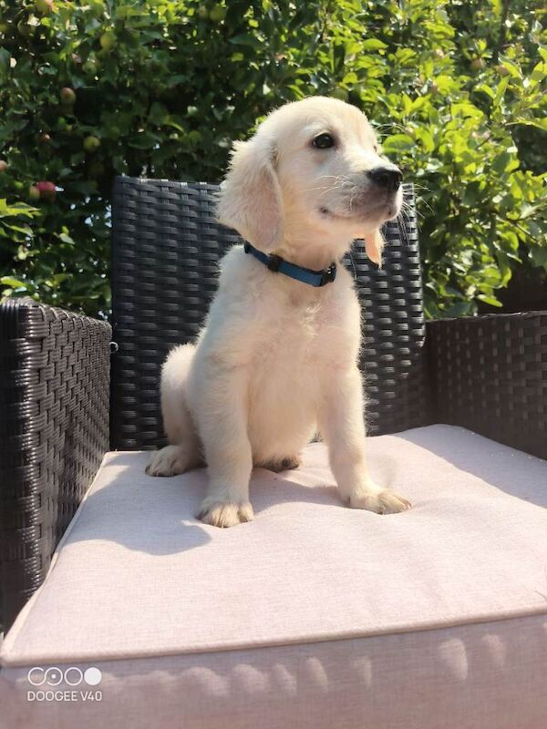 Purebred golden retrievers puppies - Image 4 of 4