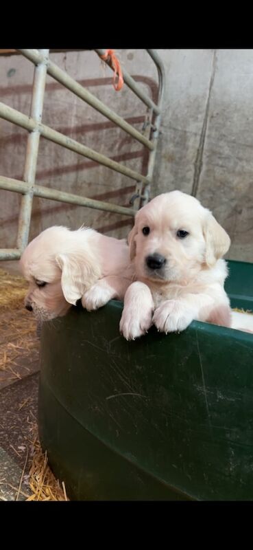 Golden Retriever puppies for sale in Newtownstewart, County Tyrone – KC registered, 7 weeks old - Image 2 of 4