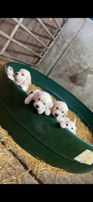 Golden Retriever puppies for sale in Newtownstewart, County Tyrone – KC registered, 7 weeks old - Image 4 of 4