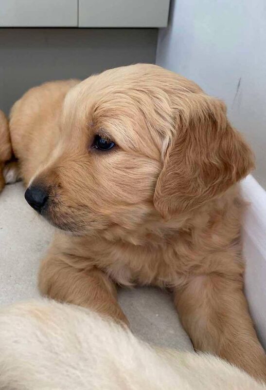Quality Chunky KC Reg Golden Retriever Puppies for sale in Knighton / Tref-y-Clawdd, Powys