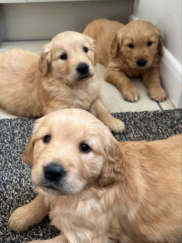Quality Chunky KC Reg Golden Retriever Puppies for sale in Knighton / Tref-y-Clawdd, Powys | Image 2