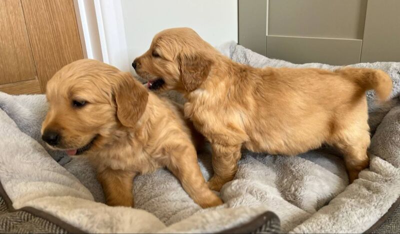 Quality Chunky KC Reg Golden Retriever Puppies for sale in Knighton / Tref-y-Clawdd, Powys | Image 3