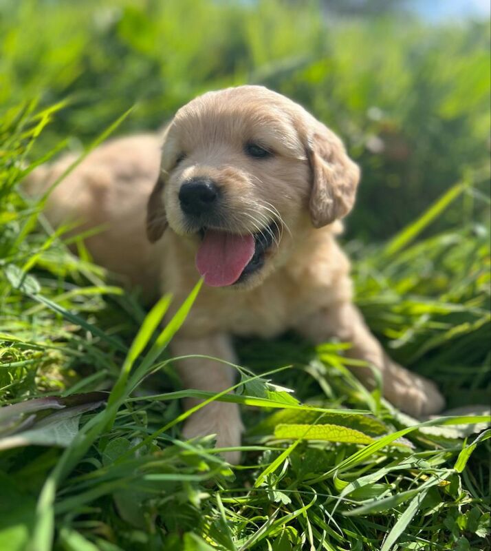 Quality Chunky KC Reg Golden Retriever Puppies for sale in Knighton / Tref-y-Clawdd, Powys | Image 4