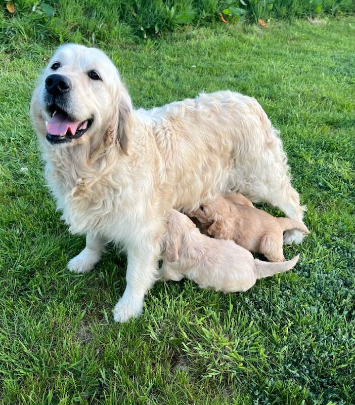 2 x Quality Chunky KC Reg Golden Retriever Puppies for sale in Knighton / Tref-y-Clawdd, Powys - Image 5
