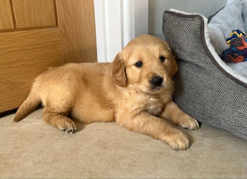 2 x Quality Chunky KC Reg Golden Retriever Puppies for sale in Knighton / Tref-y-Clawdd, Powys - Image 6