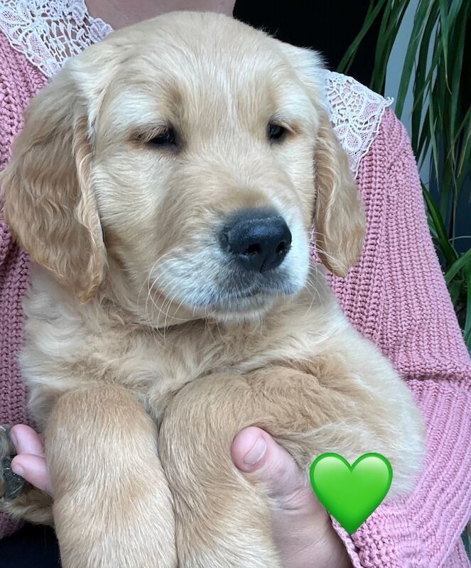 2 x Quality Chunky KC Reg Golden Retriever Puppies for sale in Knighton / Tref-y-Clawdd, Powys - Image 7