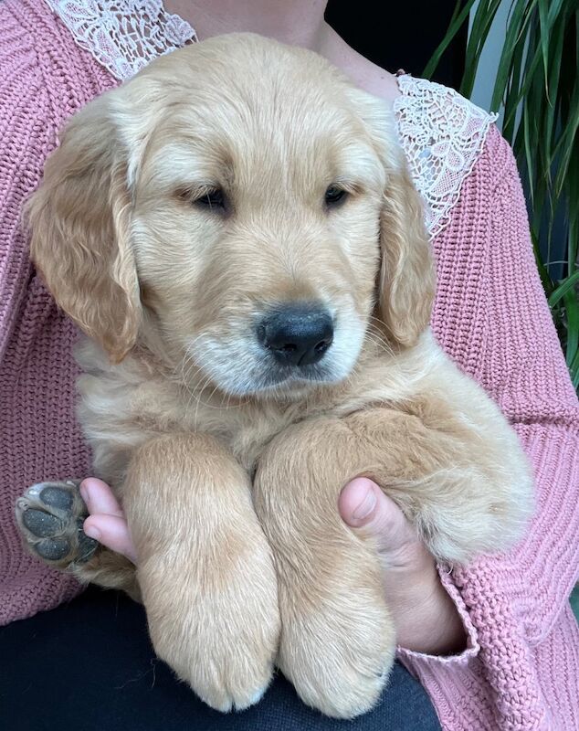 2 x Quality Chunky KC Reg Golden Retriever Puppies for sale in Knighton / Tref-y-Clawdd, Powys - Image 10