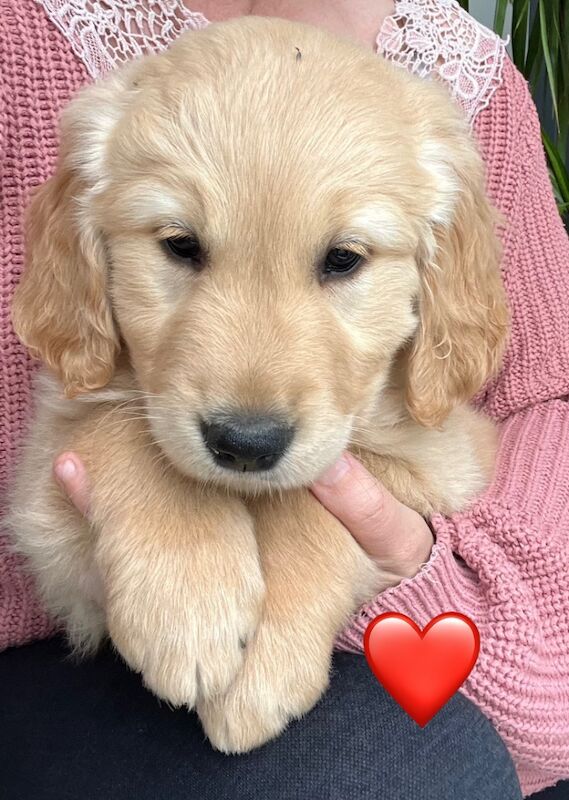 2 x Quality Chunky KC Reg Golden Retriever Puppies for sale in Knighton / Tref-y-Clawdd, Powys - Image 12