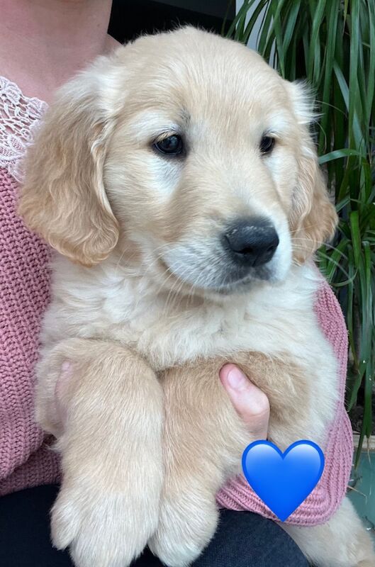 2 x Quality Chunky KC Reg Golden Retriever Puppies for sale in Knighton / Tref-y-Clawdd, Powys - Image 13