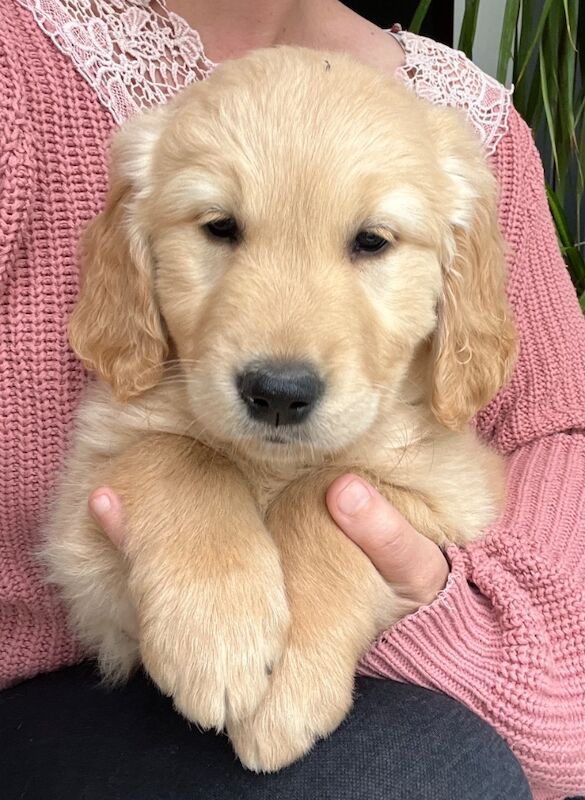 2 x Quality Chunky KC Reg Golden Retriever Puppies for sale in Knighton / Tref-y-Clawdd, Powys - Image 14