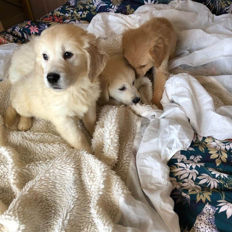 Quality Golden Retriever Puppies for sale in Dungannon, County Tyrone