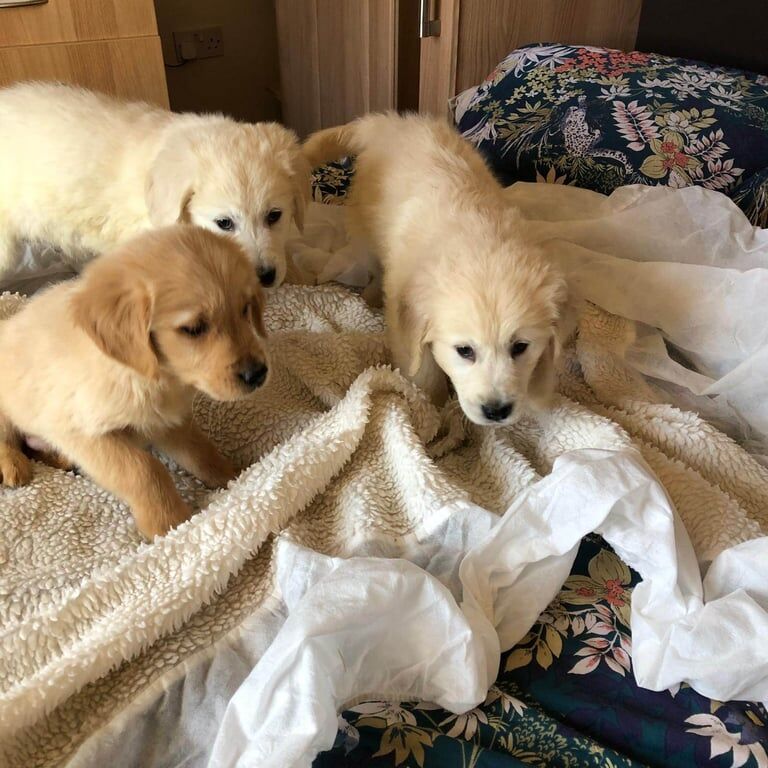 Quality Golden Retriever Puppies for sale in Dungannon, County Tyrone - Image 2