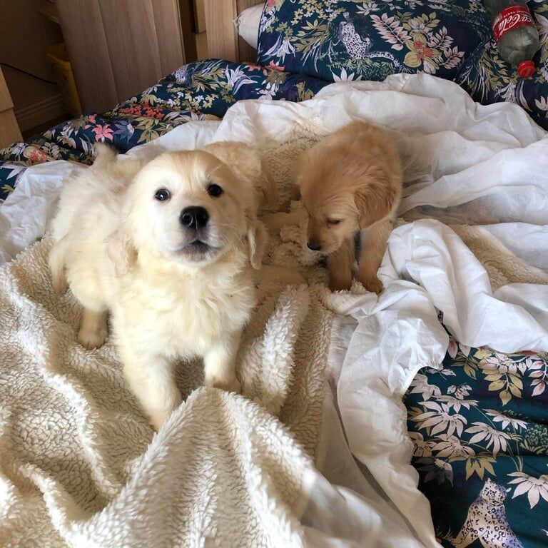 Quality Golden Retriever Puppies for sale in Dungannon, County Tyrone | Image 3