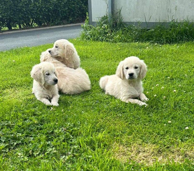 Golden Retriever puppies for sale in Dungannon, County Tyrone – 9 weeks old