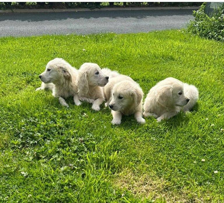 Golden Retriever puppies for sale in Dungannon, County Tyrone – 9 weeks old - Image 2 of 3