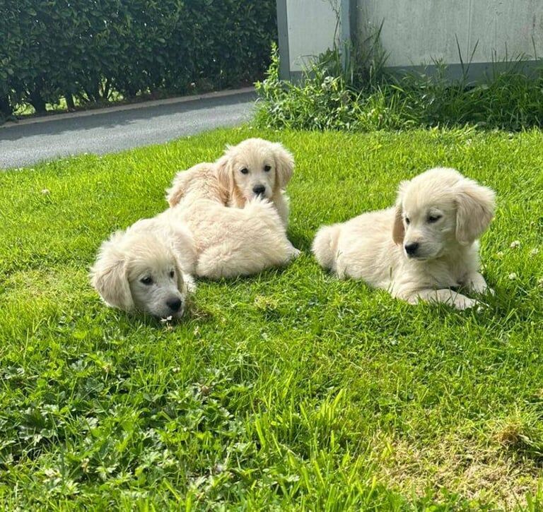 Golden Retriever puppies for sale in Dungannon, County Tyrone – 9 weeks old - Image 3 of 3