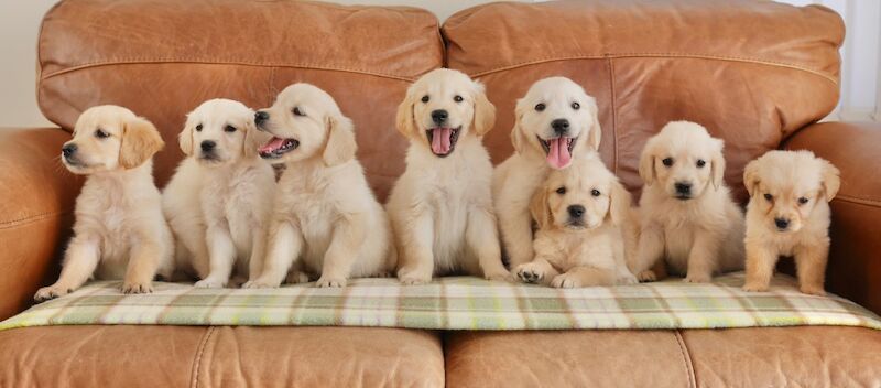 Golden Retriever puppies for sale in Swansea / Abertawe, West Glamorgan – KC registered, 10 weeks old
