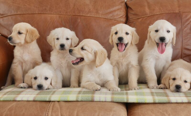 Golden Retriever puppies for sale in Swansea / Abertawe, West Glamorgan – KC registered, 10 weeks old - Image 2 of 14