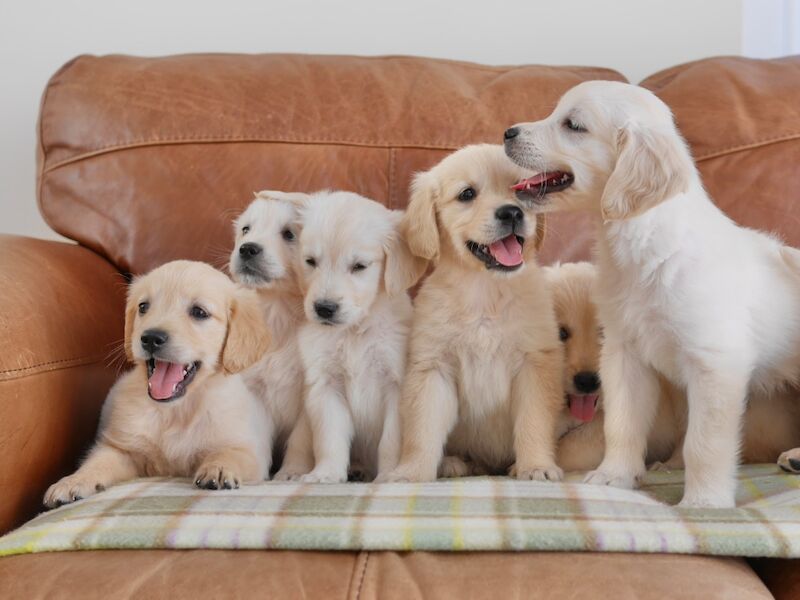Golden Retriever puppies for sale in Swansea / Abertawe, West Glamorgan – KC registered, 10 weeks old - Image 3 of 14