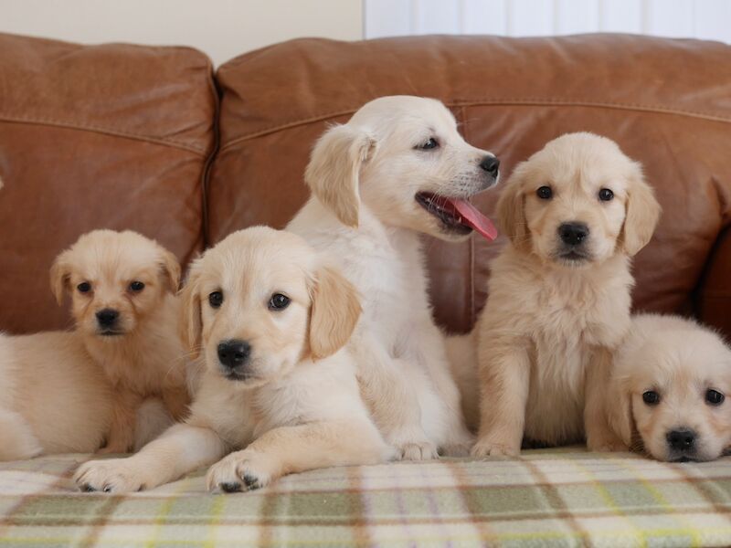 Golden Retriever puppies for sale in Swansea / Abertawe, West Glamorgan – KC registered, 10 weeks old - Image 4 of 14