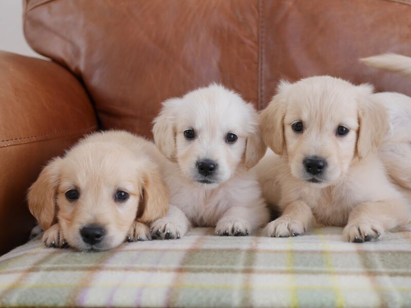 Golden Retriever puppies for sale in Swansea / Abertawe, West Glamorgan – KC registered, 10 weeks old - Image 5 of 14