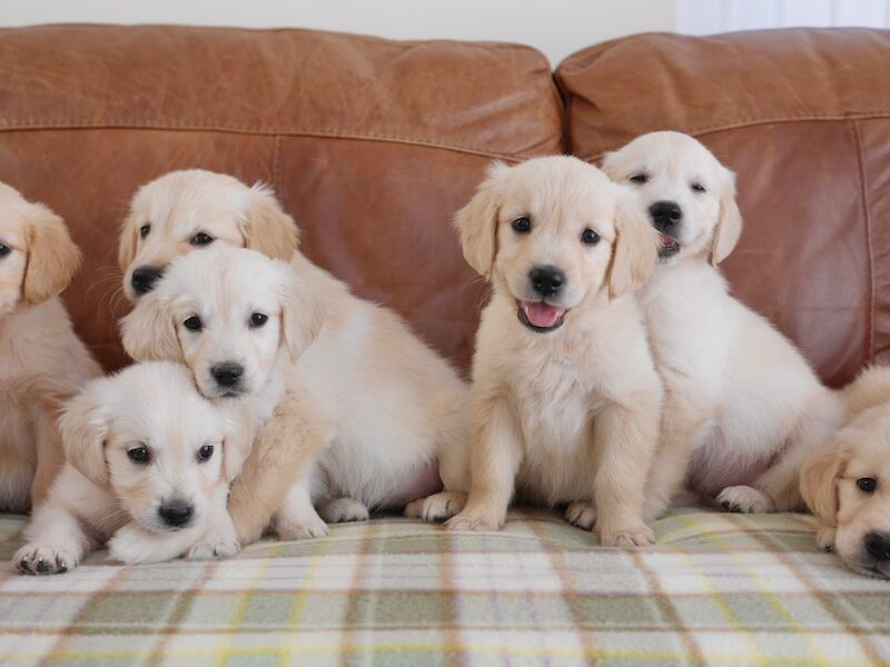 Golden Retriever puppies for sale in Swansea / Abertawe, West Glamorgan – KC registered, 10 weeks old - Image 6 of 14