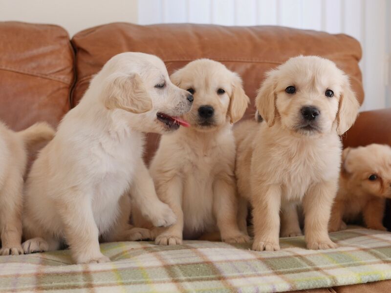 Golden Retriever puppies for sale in Swansea / Abertawe, West Glamorgan – KC registered, 10 weeks old - Image 7 of 14