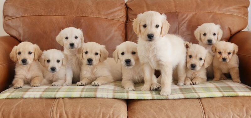 Golden Retriever puppies for sale in Swansea / Abertawe, West Glamorgan – KC registered, 10 weeks old - Image 8 of 14
