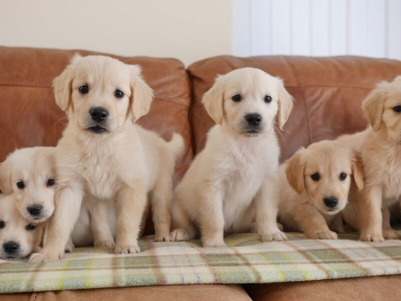 Golden Retriever puppies for sale in Swansea / Abertawe, West Glamorgan – KC registered, 10 weeks old - Image 9 of 14