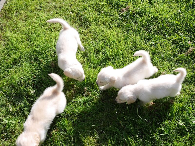 Golden Retriever puppies for sale in Swansea / Abertawe, West Glamorgan – KC registered, 10 weeks old - Image 11 of 14