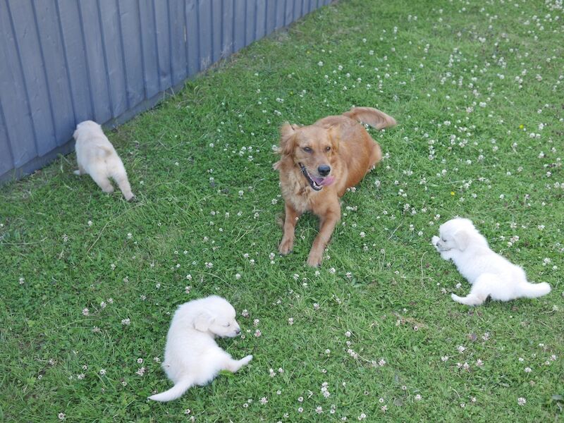 Golden Retriever puppies for sale in Swansea / Abertawe, West Glamorgan – KC registered, 10 weeks old - Image 12 of 14