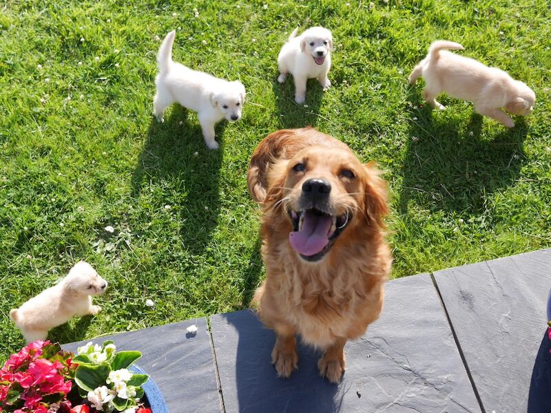 Golden Retriever puppies for sale in Swansea / Abertawe, West Glamorgan – KC registered, 10 weeks old - Image 13 of 14