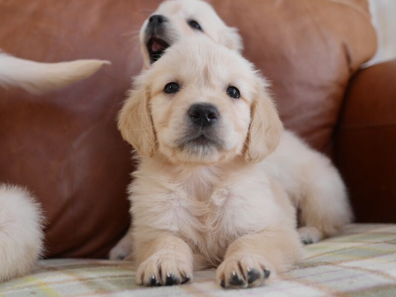 Golden Retriever puppies for sale in Swansea / Abertawe, West Glamorgan – KC registered, 10 weeks old - Image 14 of 14