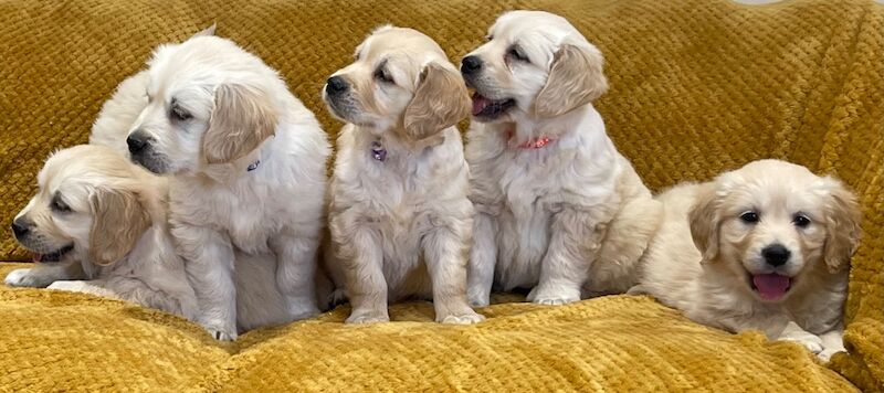Quality Litter Of KC Reg Golden Retriever Puppies for sale in Hatford, Oxfordshire