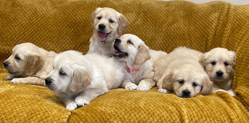 Quality Litter Of KC Reg Golden Retriever Puppies for sale in Hatford, Oxfordshire | Image 3