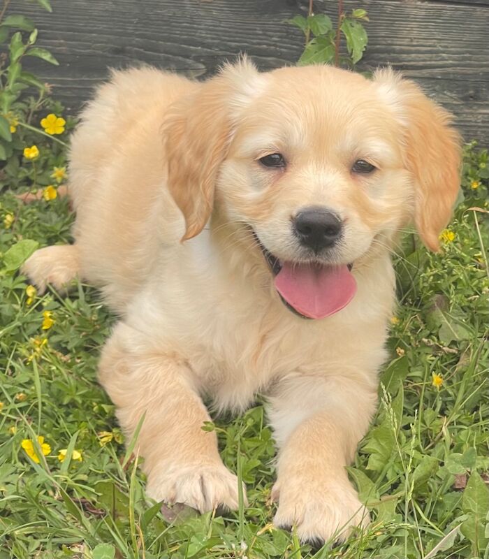 Quality Litter Of KC Reg Golden Retriever Puppies for sale in Faringdon, Oxfordshire