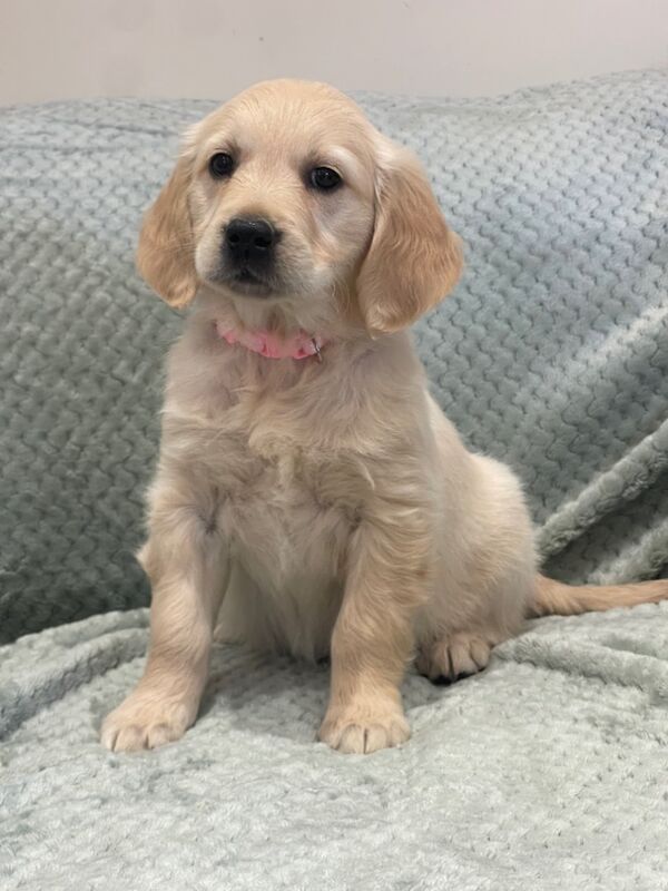 Golden Retriever puppies for sale in Faringdon, Oxfordshire – KC registered, 7 weeks old - Image 13 of 15