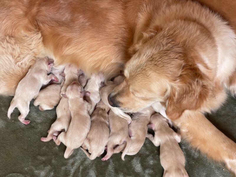 Golden Retriever puppies for sale in Faringdon, Oxfordshire – KC registered, 7 weeks old - Image 15 of 15