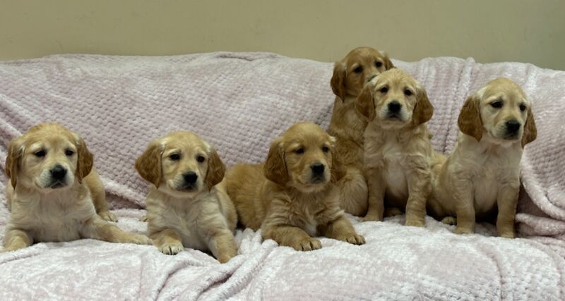 Quality litter of KC reg Golden Retriever puppies for sale in Faringdon, Oxfordshire